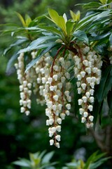Obraz premium Close up of Japanese andromeda - Pieris japonica - featuring delicate white bell like blossoms cascading over glossy deep green leaves in soft focus
