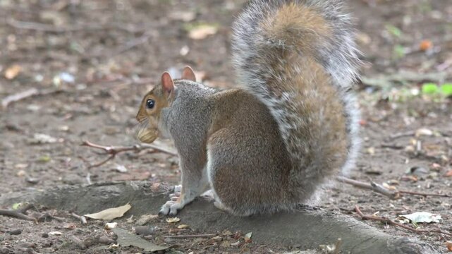 Grey Squirrel (Sciurus carolinensis) eating a peanut and having a scratch in a public park. July, London, UK [Half speed]