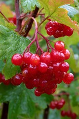 Crimson viburnum opulus berries clustered on branch, glossy green foliage sparkling with moisture after rainfall