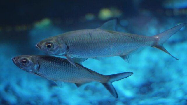 A school of  Atlantic Tarpon (Megalops atlanticus) swim in an aquarium.