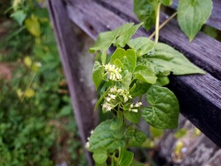 Mikania is a species of shrub in the Asteraceae family . This species has a climbing habit. The...