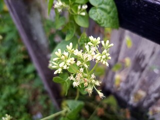 Mikania is a species of shrub in the Asteraceae family . This species has a climbing habit. The...
