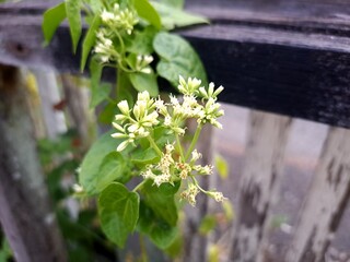 Mikania is a species of shrub in the Asteraceae family . This species has a climbing habit. The...