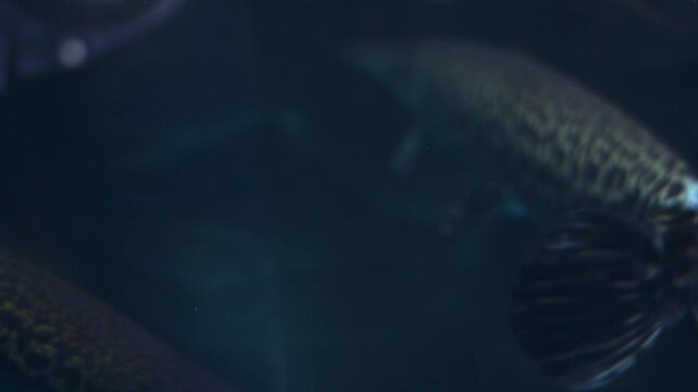 Alligator gar (Atractosteus spatula) swimming in an aquarium.