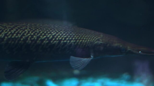 Alligator gar (Atractosteus spatula) swimming in an aquarium.