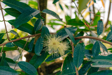 Close up Java apple flower on tree. Scientific name Syzygium