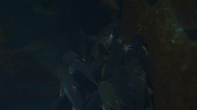 A school of fish, Pacific spiny lumpsuckers (Eumicrotremus orbis), are seen closely grouped together near the seabed.