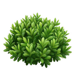 Verdant green foliage bush with dense oval leaves plant
