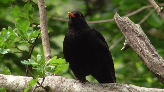 Male Common Blackbird (Turdus merula) Singing in a British Woodland in Spring