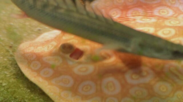 A ocellated ray (Raja ocellata) rests on a sandy bottom in an aquarium, with a small fish briefly interacting.