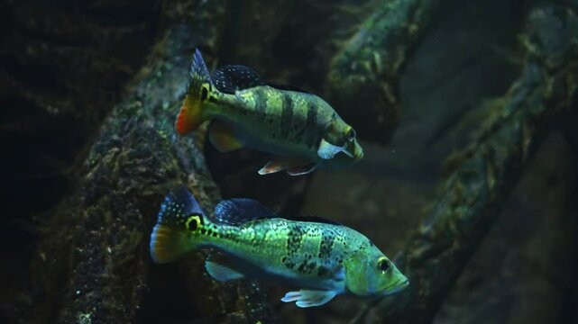 Aquarium fish, Green Severum (Heros severus).