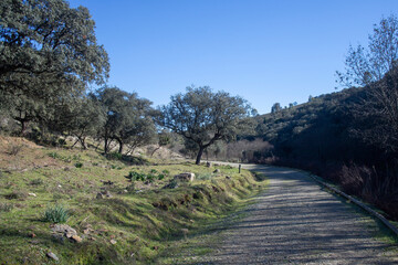  Path in Parque natural de Monfragüe, Extremadura, Spain. Scenic Mediterranean trail with trees, green grass and blue sky. Nature, hiking and eco-tourism concept.