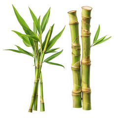 Vibrant green bamboo stalks with lush leaves plant