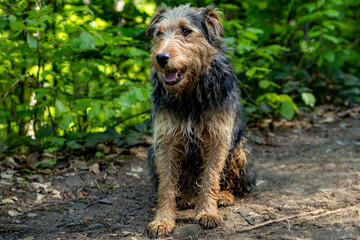portrait of a small dog