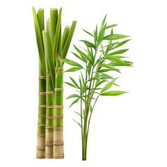 Vibrant green bamboo stalks with segmented stems and delicate leaves