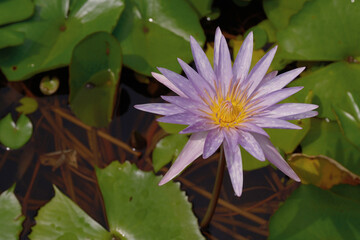 Purple water lily in full bloom surrounded by green lily pads on a calm pond. A tranquil and...