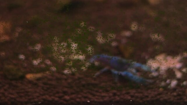Electric blue crayfish (Procambarus alleni) foraging in an aquarium setting.