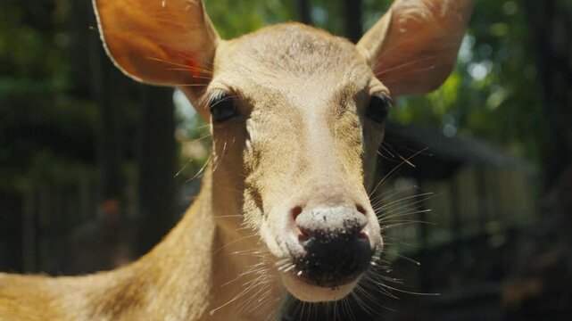 Eld's deer chewing and looking at camera