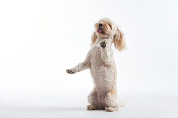 A Maltipoo stands tall on its back legs, looking upwards with enthusiasm. The motion blur adds...