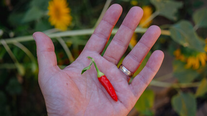 Tiny Red Chili Pepper in the Palm of a Hand from a Garden