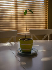 Young Avocado Plant Sprouting Indoors on a Table by a Window