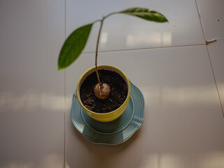 Young Avocado Seedling Sprouting in a Yellow Pot