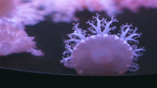 A group of upside-down jellyfish (Cassiopea andromeda) pulsate gently in an aquarium.