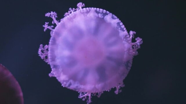 Upside-down jellyfish (Cassiopea andromeda) gracefully pulsating in an aquarium.