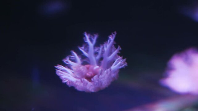 A group of upside-down jellyfish (Cassiopea andromeda) gracefully drifts in an aquarium setting.