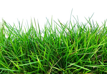 green grass border on white background