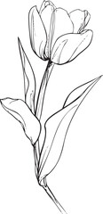 Delicate outline of a tulip flower with elegant leaves and stem