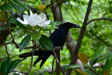 Magnolia grandiflora (Southern magnolia) flowers. The fragrant flowers bloom in summer, and the contrast between the white flowers and the deep green leaves is very beautiful.