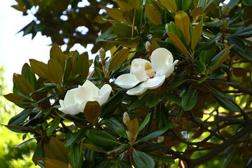 Magnolia grandiflora (Southern magnolia) flowers. The fragrant flowers bloom in summer, and the...