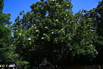 Magnolia grandiflora (Southern magnolia) flowers. The fragrant flowers bloom in summer, and the...