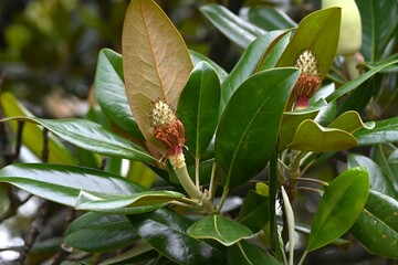 Magnolia grandiflora (Southern magnolia) flowers. The fragrant flowers bloom in summer, and the...