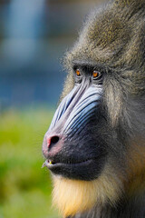 portrait of baboon