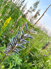 Close-up of lupine seed pods with elongated leaves among delicate meadow flowers, demonstrating the beauty of nature and the diversity of flora. Vertical background with copy space