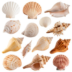 Assorted Realistic Seashells in Neutral Tones, Isolated on Transparent Background