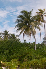 Close-up view of a green tropical palm leaf with sunlight filtering through. Perfect for summer and wellness themes.
