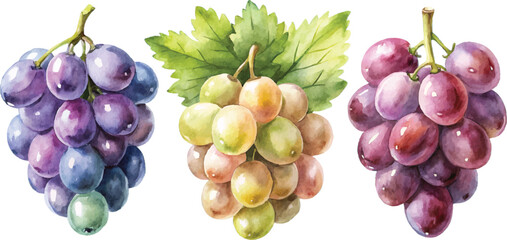 Watercolor Painting of Grapes