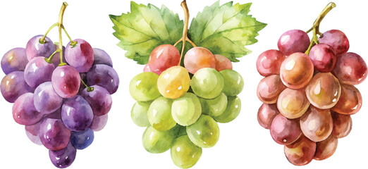 Watercolor Bunches of Grapes