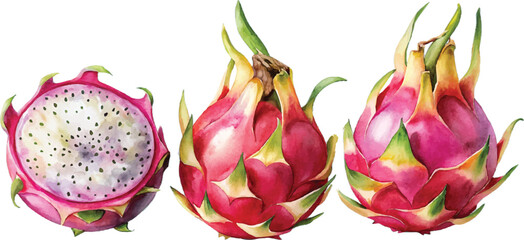 Watercolor Dragon Fruit