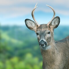 White-tailed Deer in Natural Forest Habitat – Graceful Wild Animal in Autumn Landscape
