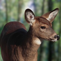 White-tailed Deer in Natural Forest Habitat – Graceful Wild Animal in Autumn Landscape
