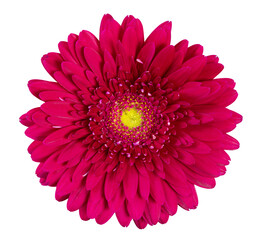 Vibrant red Gerbera flower isolated on white background, including clipping path.