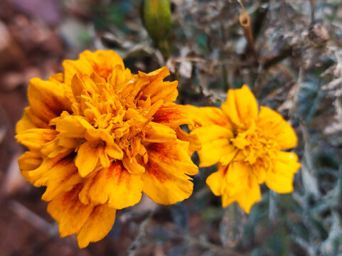 Marigold