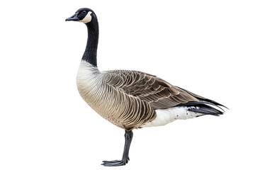 A proud goose standing, isolate on white background, with a sleek body and confident posture. PNG