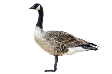 A proud goose standing, isolate on white background, with a sleek body and confident posture. PNG