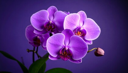 Naklejka premium Beautiful purple phalaenopsis orchid in bloom on a purple background