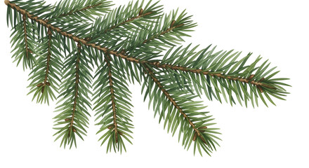 Create Evergreen Branch with Transparent Background, Perfect for Design Projects and Digital Art